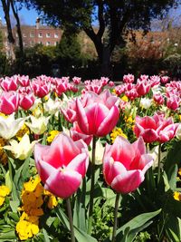 Close-up of pink flowers blooming in park