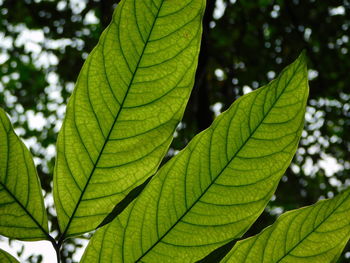Close-up of green leaves