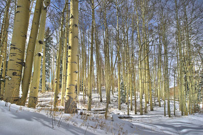 Snow covered trees in forest during winter