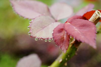 Close-up of water drops on edge of leaves