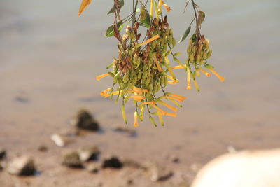 Close-up of yellow flowering plant on land