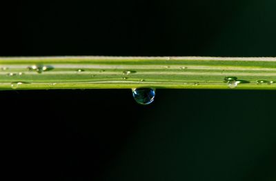 Close-up of water drops on blade of grass