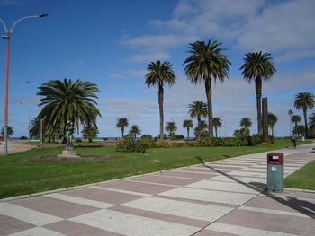Palm trees against cloudy sky