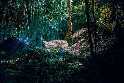 View of trees in forest