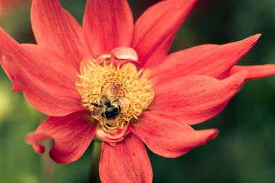 Close-up of bee on flower