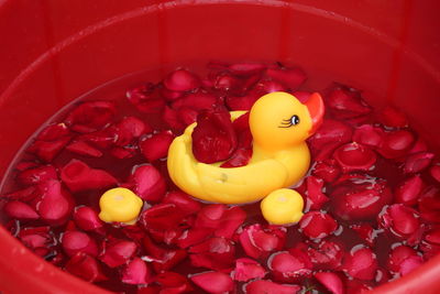 Yellow duck in the rose water