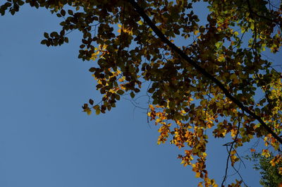 Low angle view of tree against blue sky