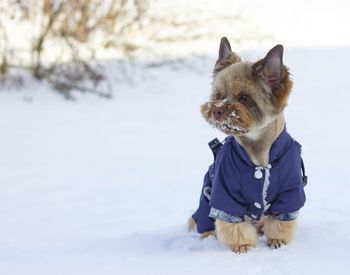 View of dog on snow covered land