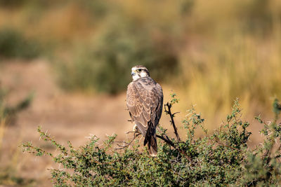 Bird perching on a plant