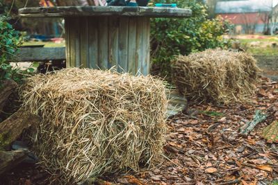 Hay bales on field