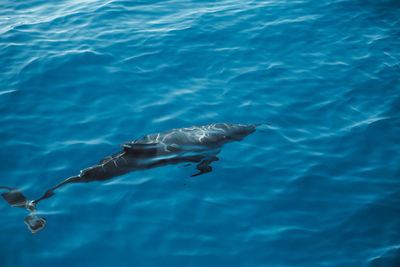 High angle view of swimming in sea