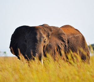 Elephant in a field