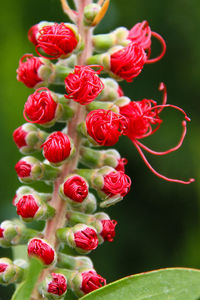 Close-up of red flowers