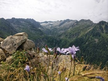 Scenic view of flowering plants and mountains against sky