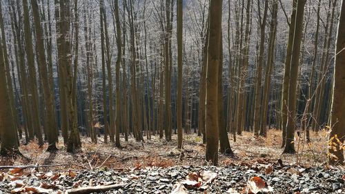 Trees in forest