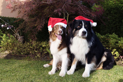 Dogs wearing santa hat while sitting on grass