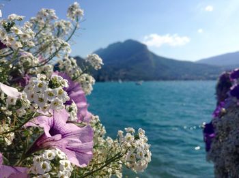 Close-up of flowering plants against sea and sky