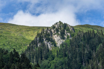 Panoramic shot of trees on land against sky