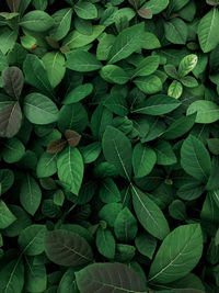 Full frame shot of teak leaves