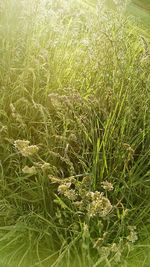 Close-up of fresh green field