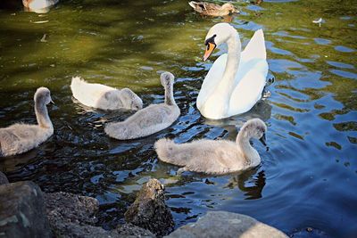 Swans swimming in lake