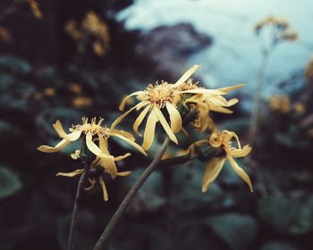 Close-up of wilted flowers