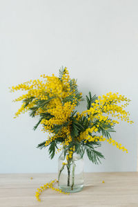 A bouquet of mimosa in a vase on a blue wall background. yellow spring flowers. march 8 , easter