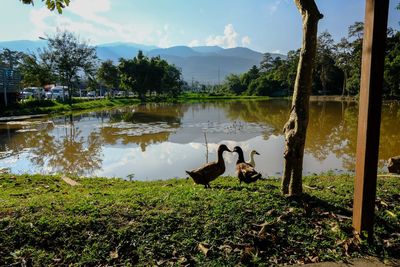 Ducks in a lake