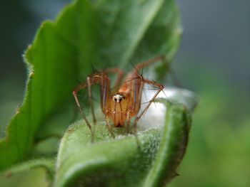 Close-up of insect on leaf