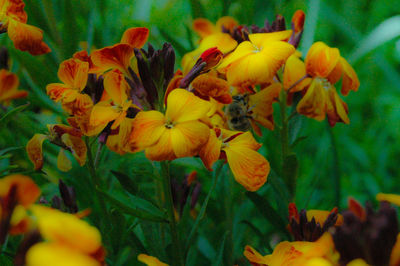 Close-up of yellow flowers blooming outdoors