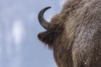 Close-up of a horse on snow