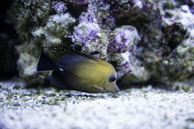 Side view of fish swimming in sea