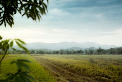 Scenic view of agricultural field against sky