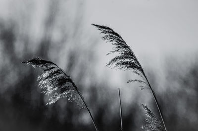 Low angle view of plants against sky