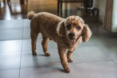 Portrait of dog on floor at home