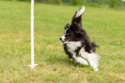 Dog running on grass