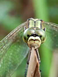 Close-up of insect on plant