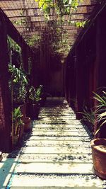 View of potted plants