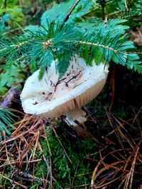 Close-up of mushroom growing on field