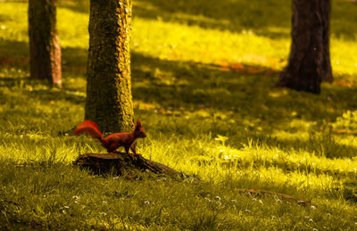 View of a bird on field