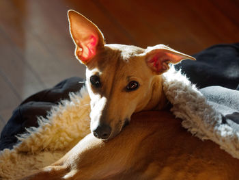 Close-up portrait of a dog looking away