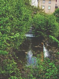 Plants and trees in forest