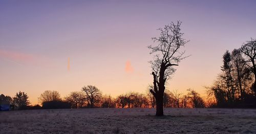 Trees on field against sky during sunset