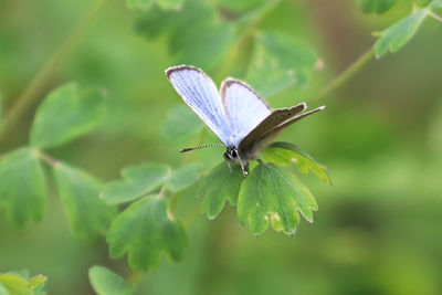 Close-up of butterfly pollinating flower