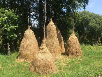 Trees on grassy field