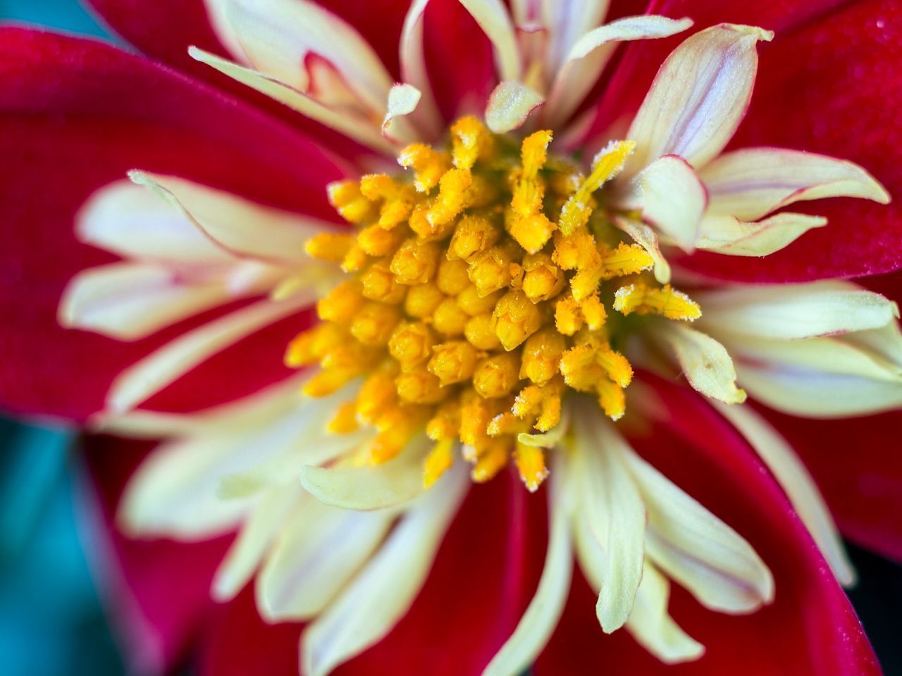 CLOSE-UP OF RED ROSE