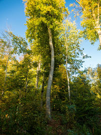 Low angle view of trees in forest during autumn