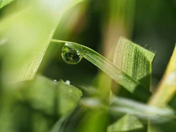 Close-up of water drops on leaf