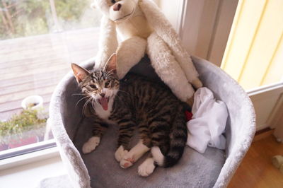 Cat sitting on kitten at home