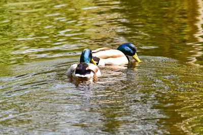 Two ducks swimming in a lake